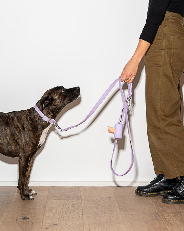 Adjustable Dog Collar