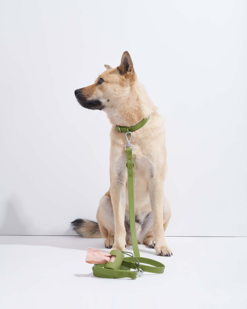 Adjustable Dog Collar