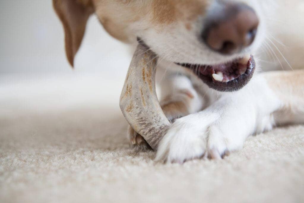 Split Elk Antler Dog Chew Single Pack
