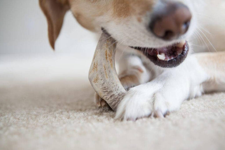 Split Elk Antler Dog Chew Single Pack