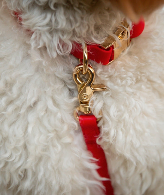 Cloud Waterproof Collar