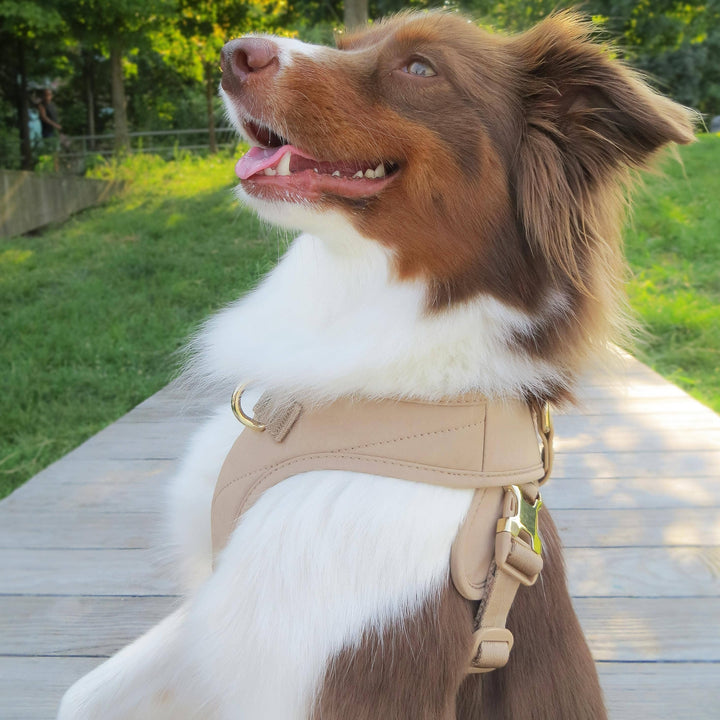 Roam Luxe Harness