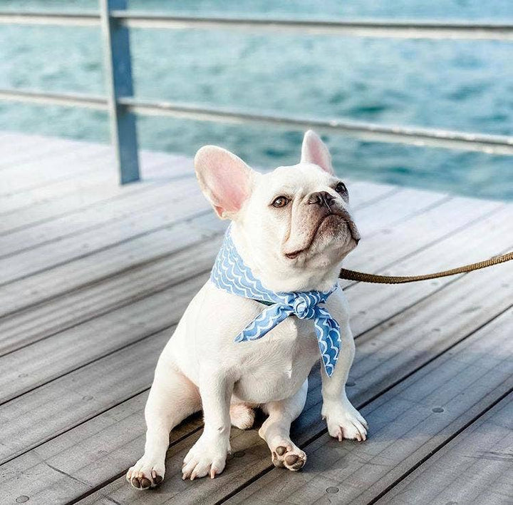 Perfect Wave Dog Bandana
