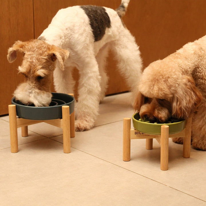 Spark Slow Feeder Dog Bowl
