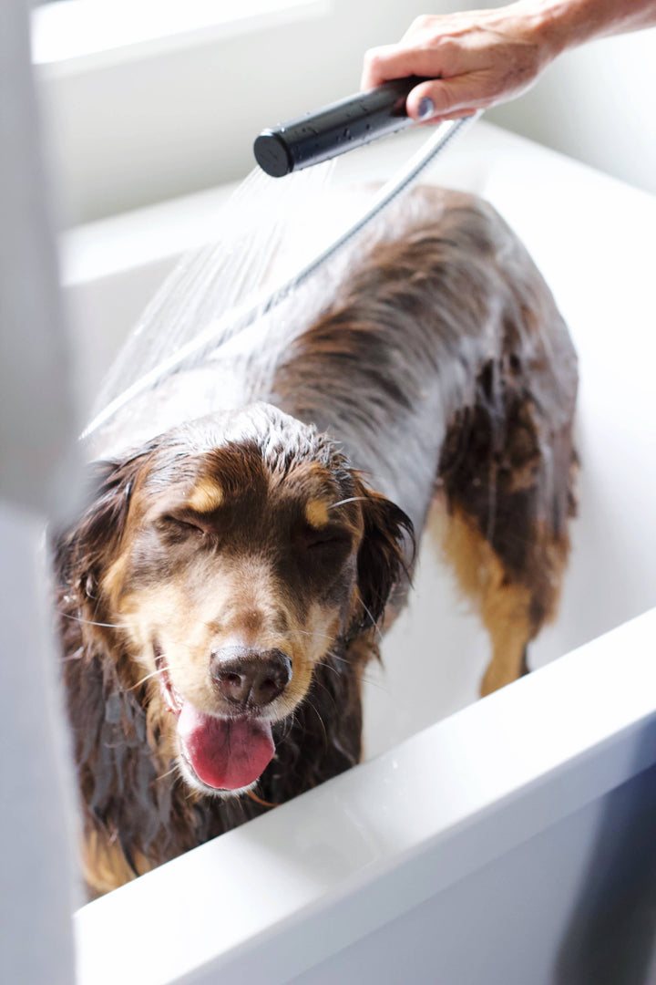 Flea & Tick Shampoo