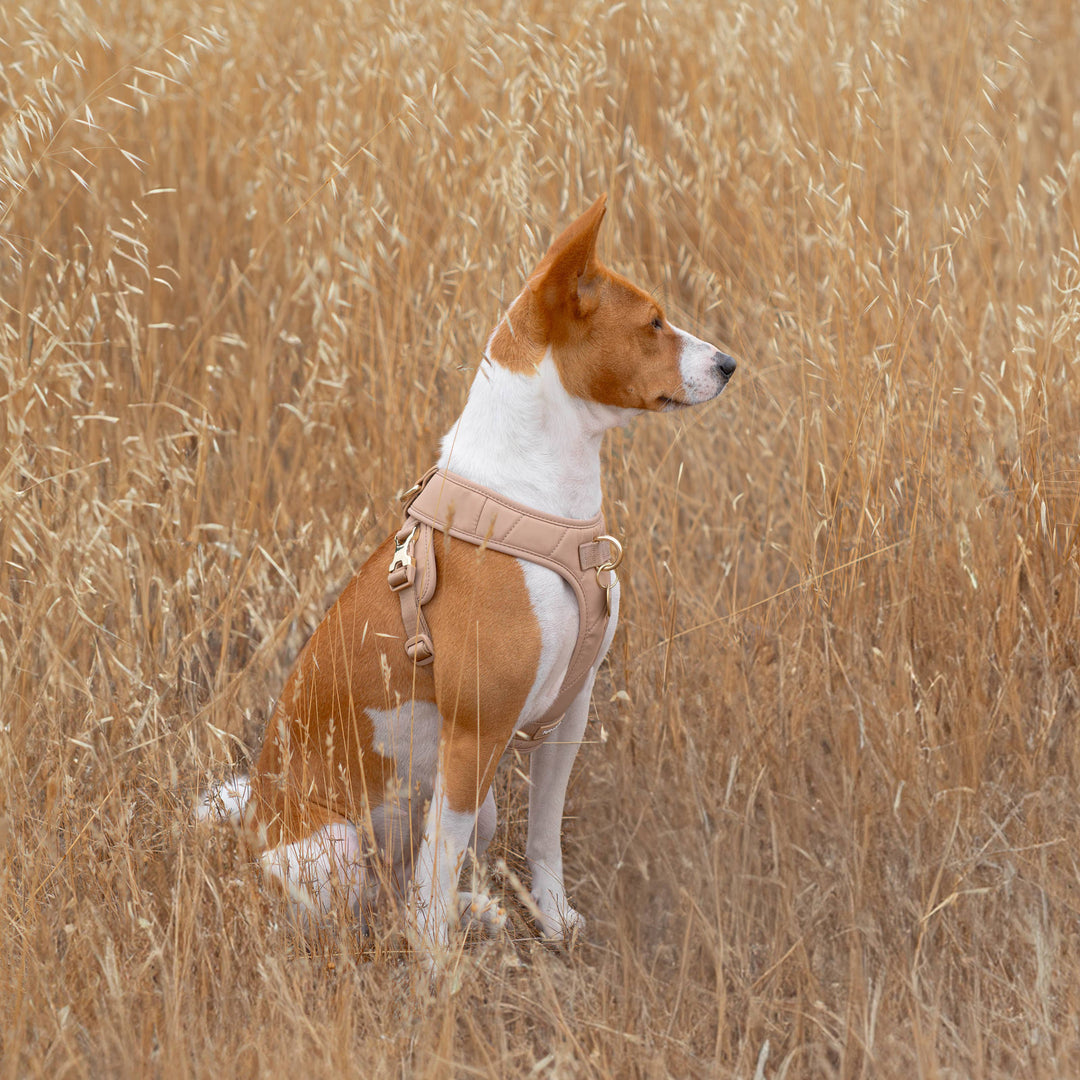Roam Luxe Harness