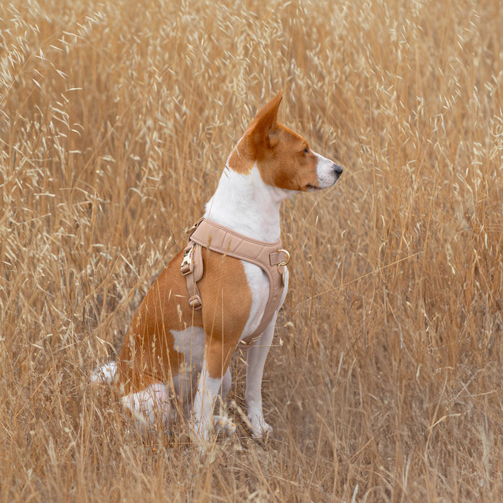 Roam Luxe Harness