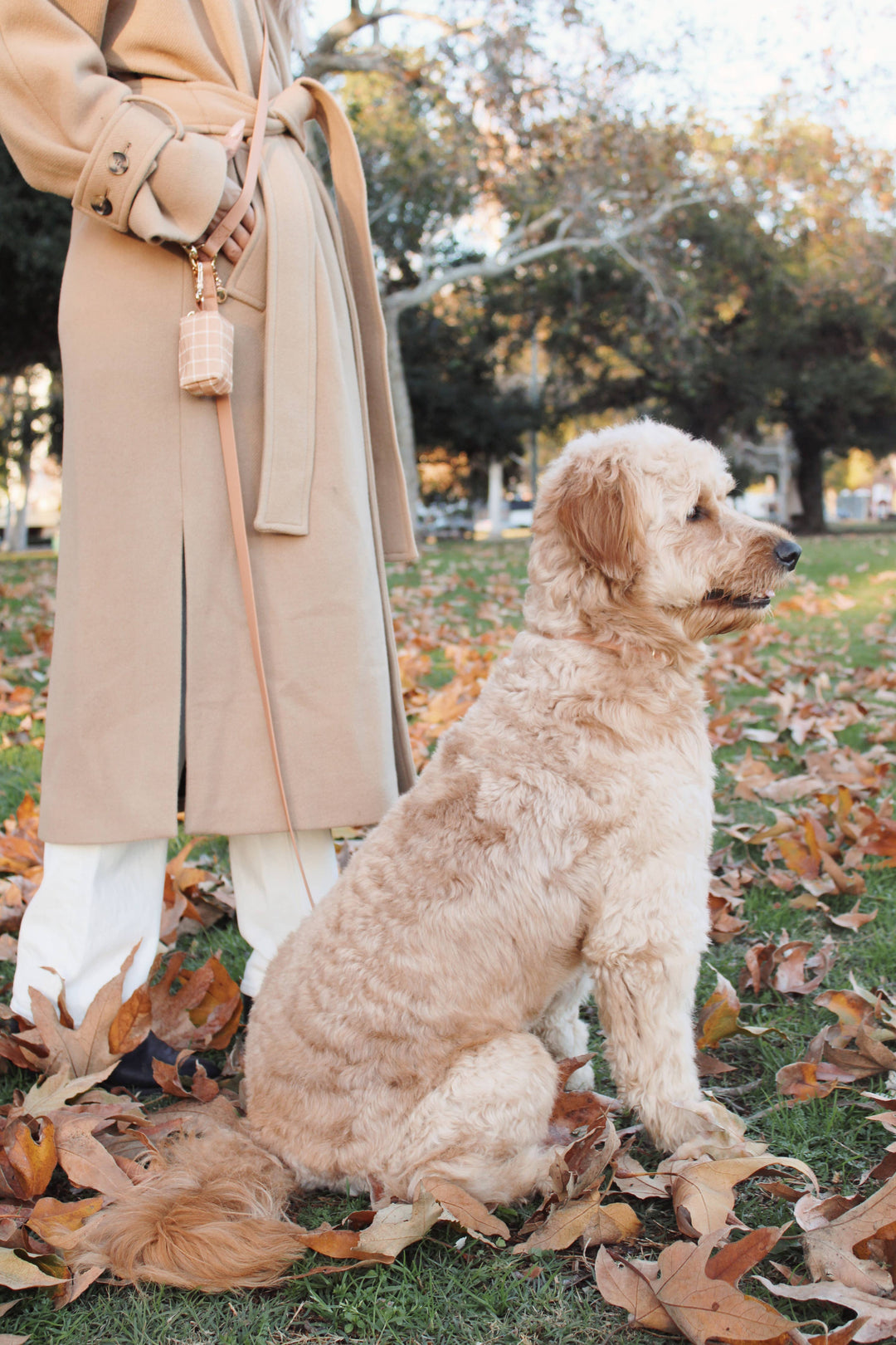 Cloud Hands-Free Convertible Leash