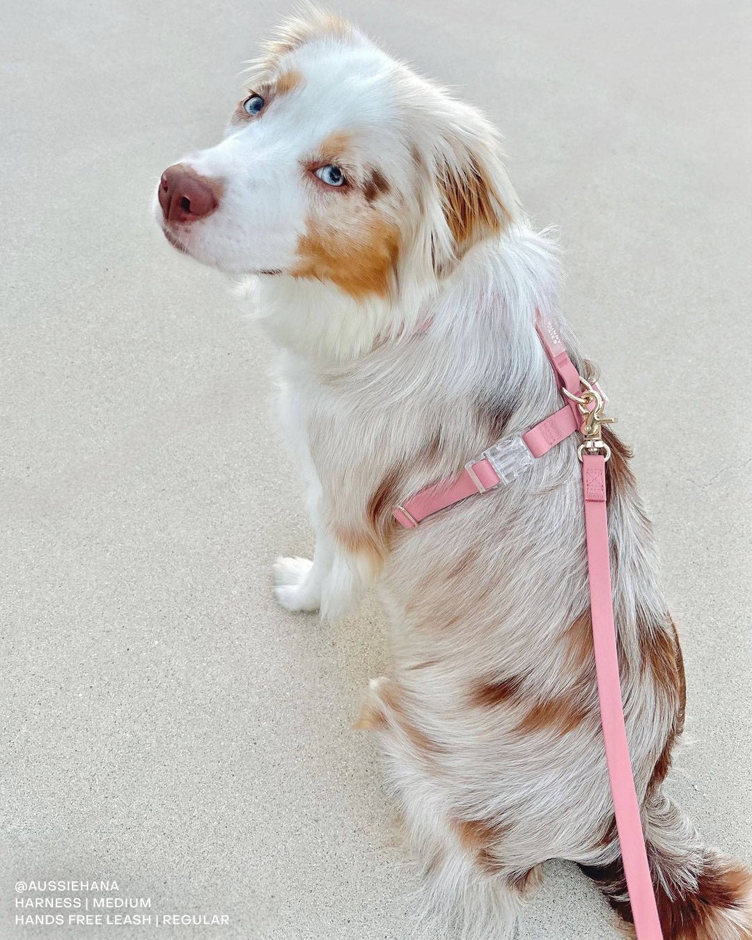 Cloud Waterproof Long Line Leash (30 ft)