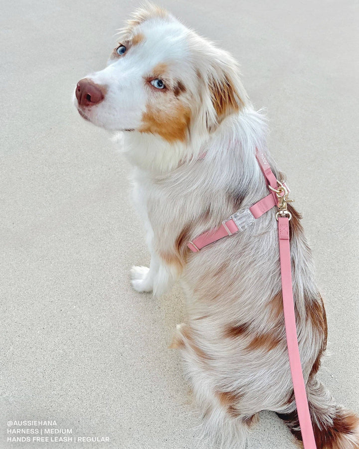 Cloud Waterproof Long Line Leash (30 ft)