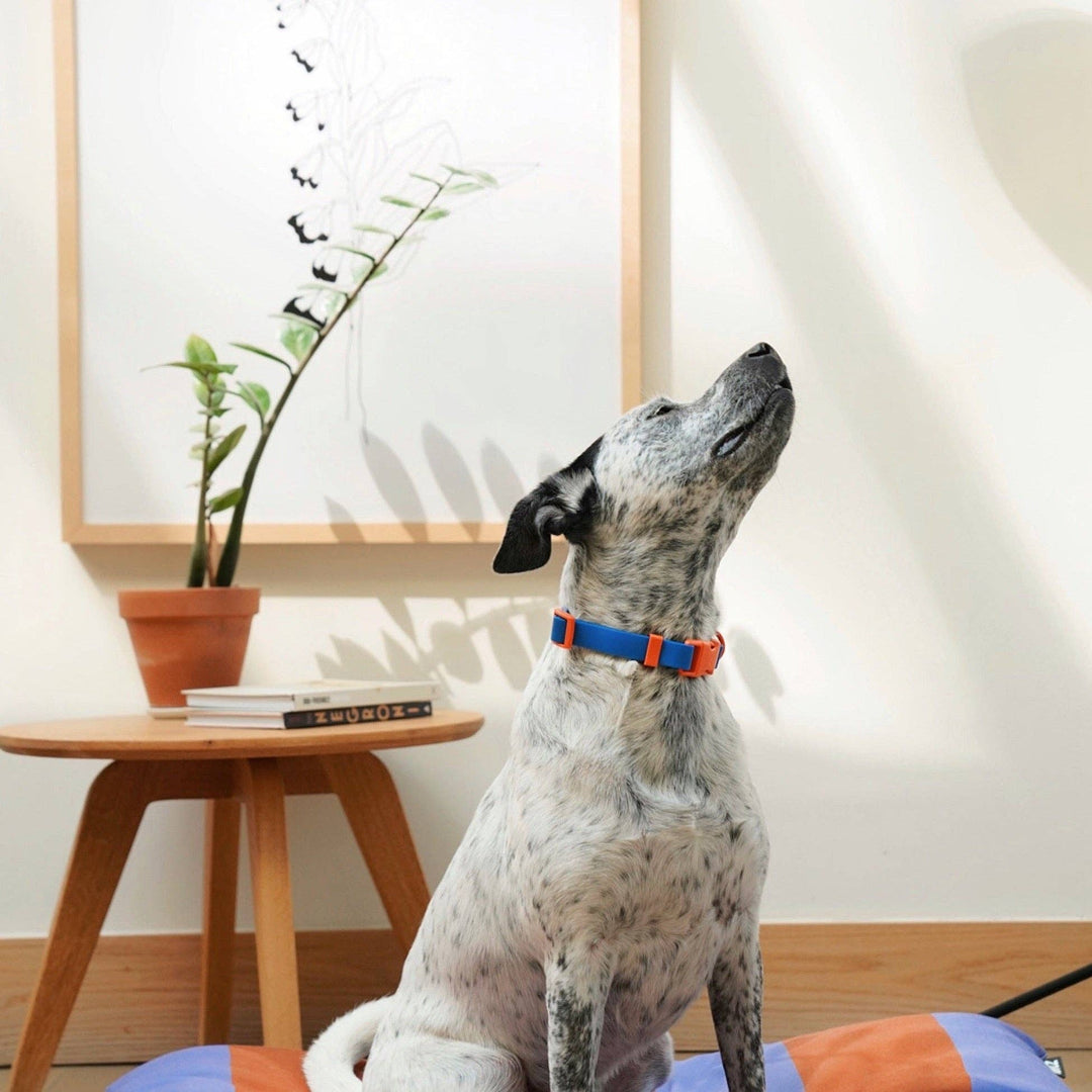 The Fritz Dog Collar