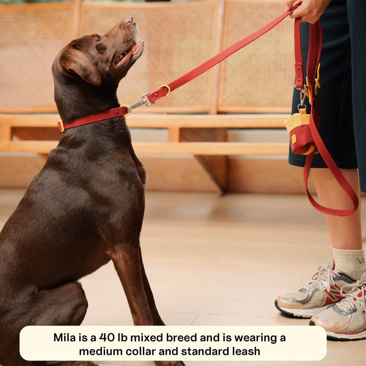 The Fritz Dog Collar