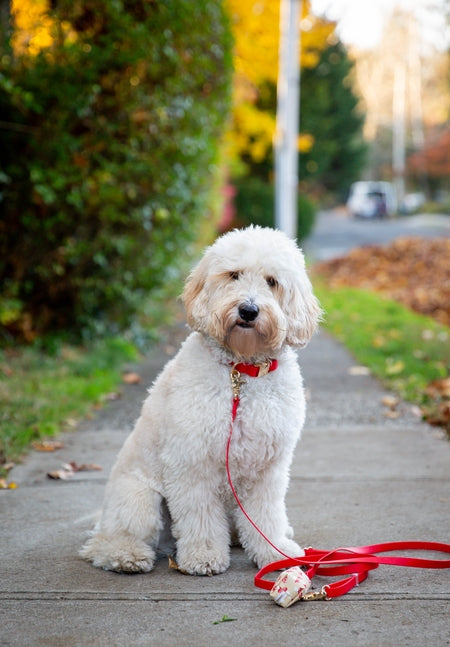 Cloud Waterproof Collar