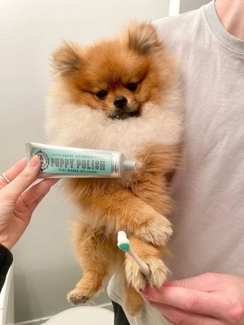 Wag & Bright Puppy Polish Toothpaste 100g
