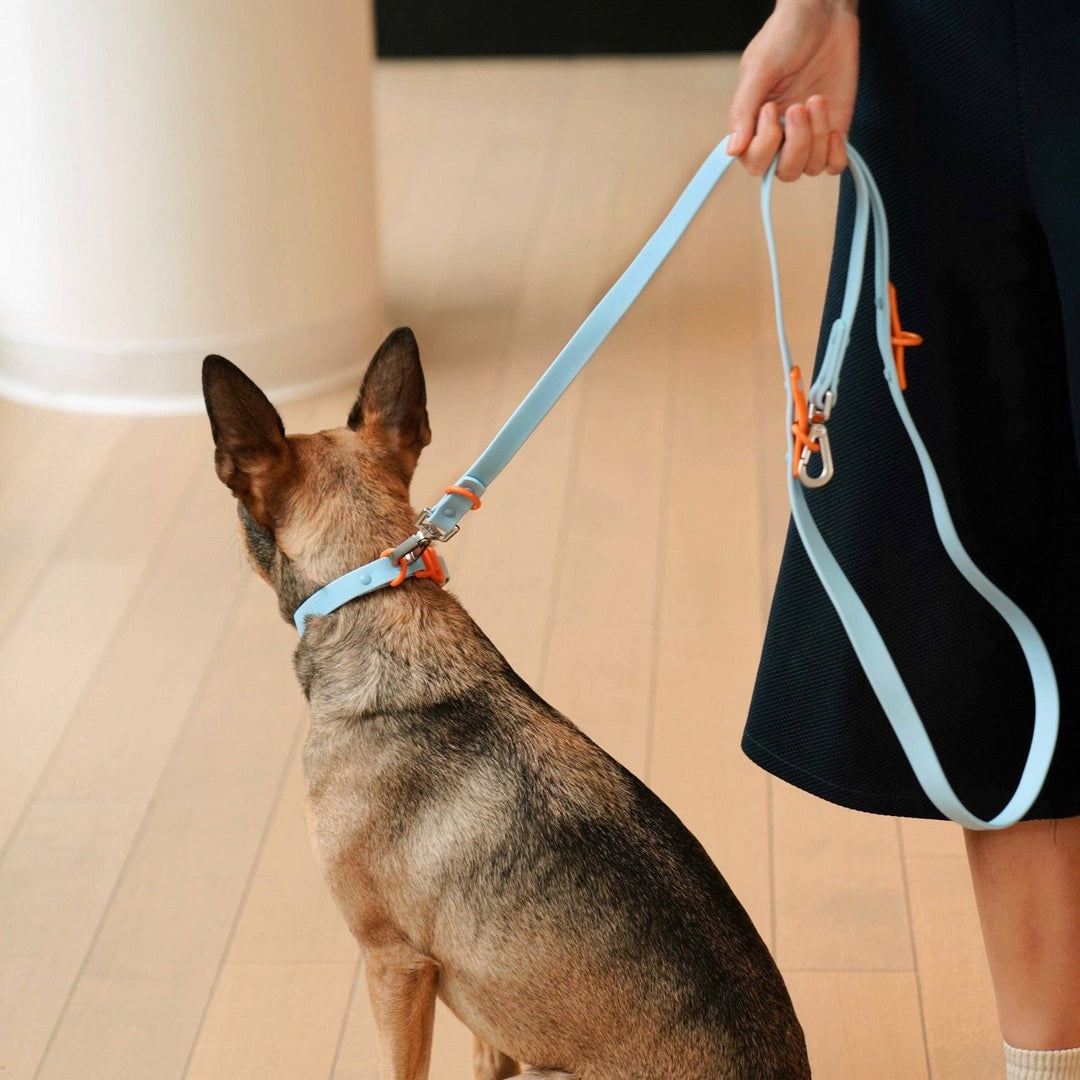 The Fritz Dog Collar
