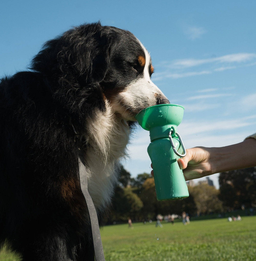 Flip Travel Water Bottle (20 oz)