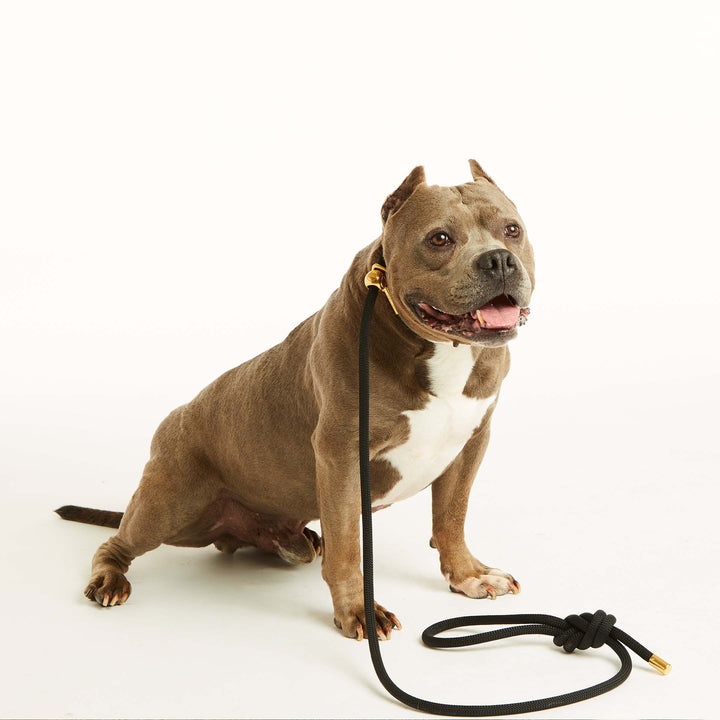 Black Gold Simple Slip Lead™
