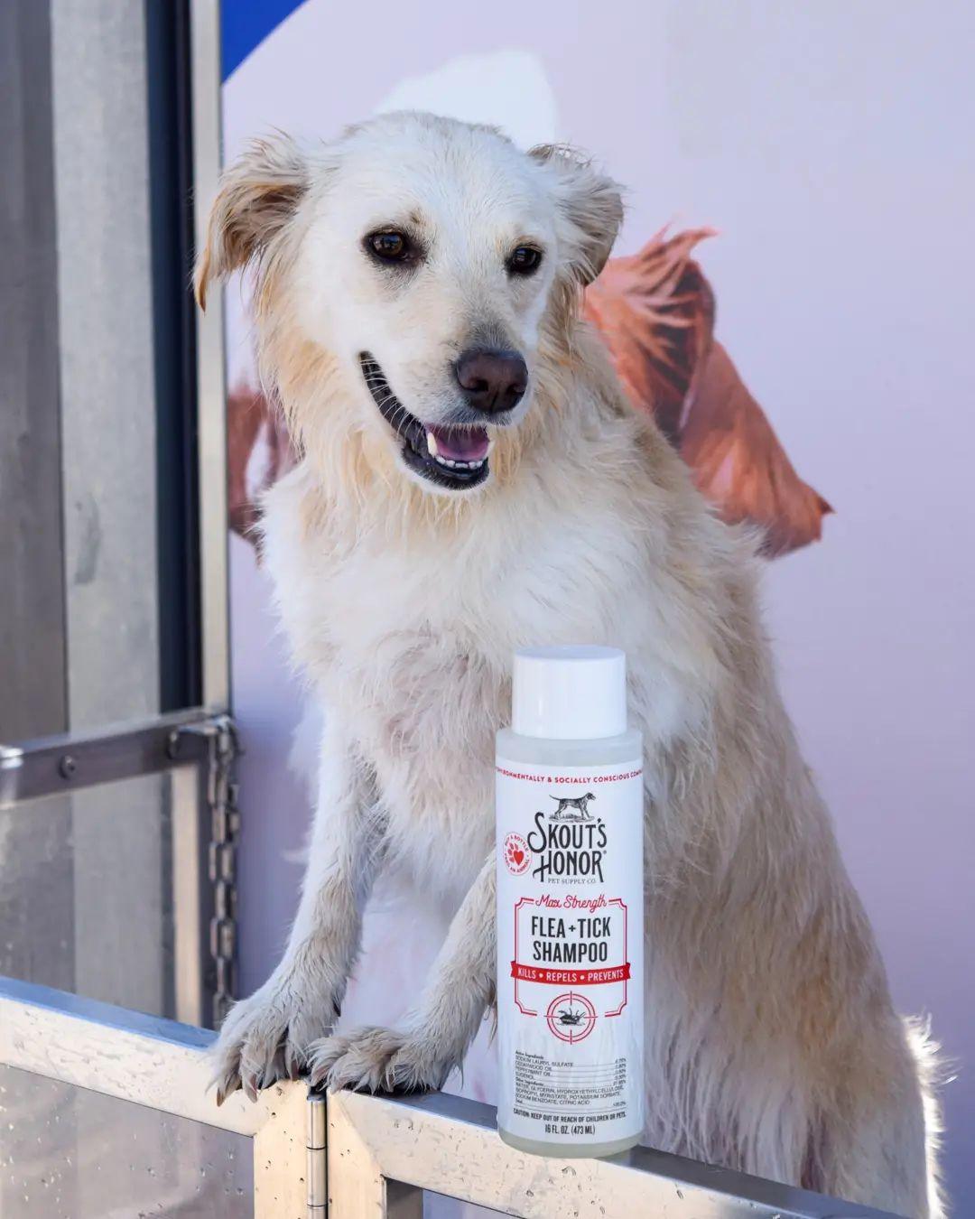 Flea & Tick Shampoo for Dogs