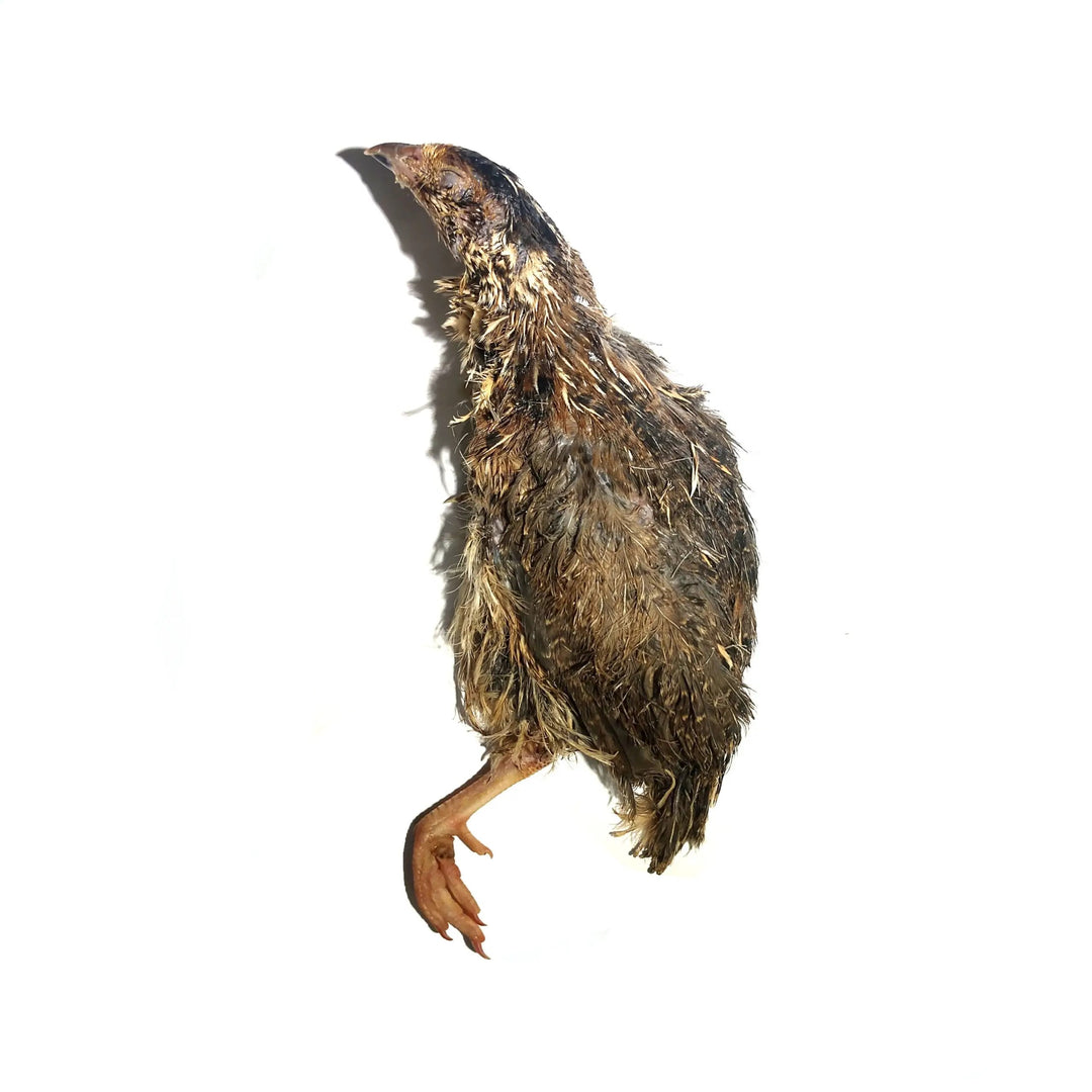 Frozen Split Quail