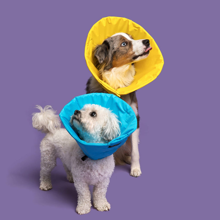 Blue Healing Cone Recovery Collar