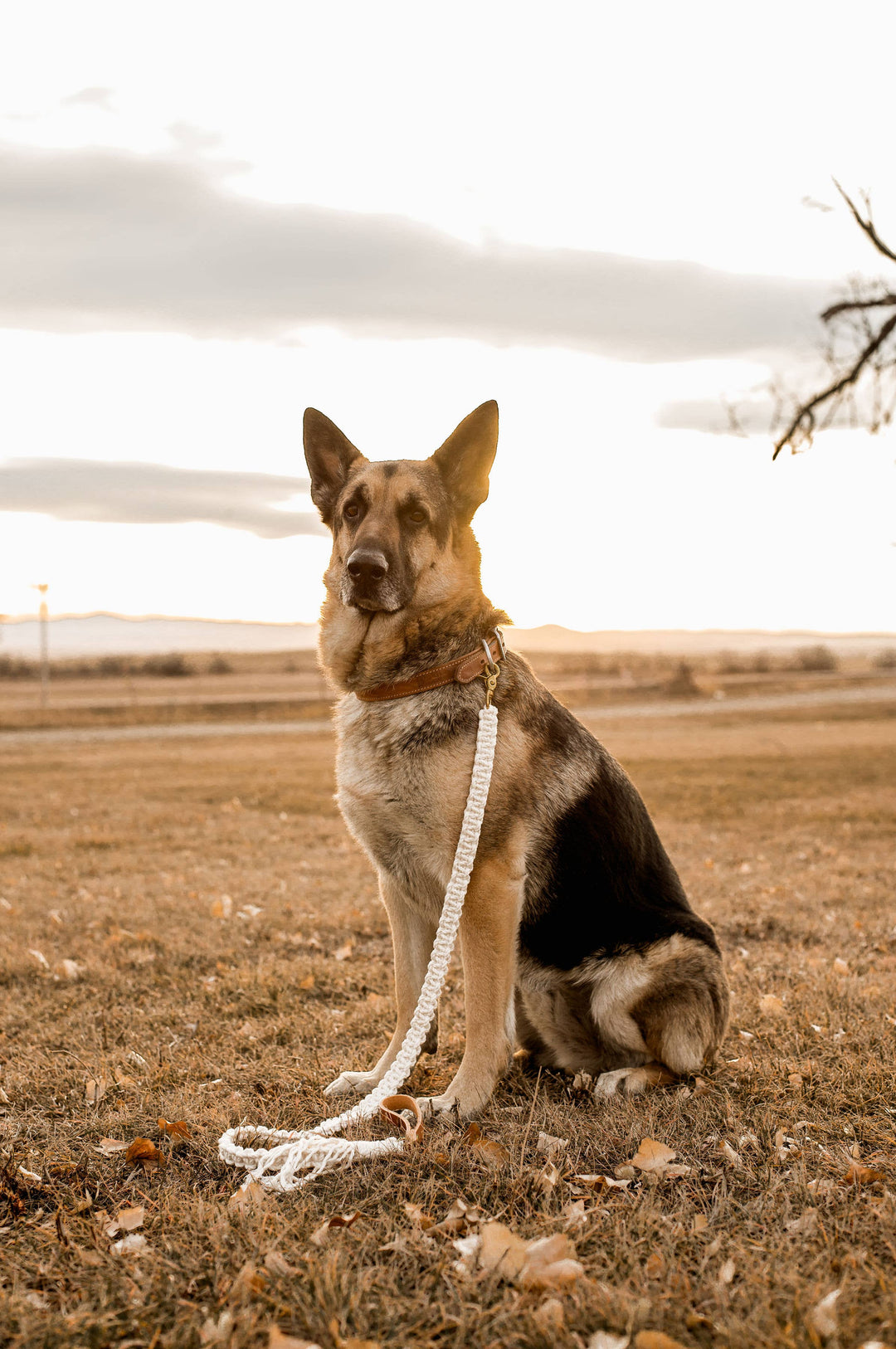 Macrame Dog Leash w/ Leather Handle (5 ft)