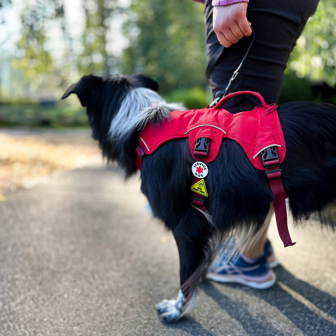 JIBY Dog Badge