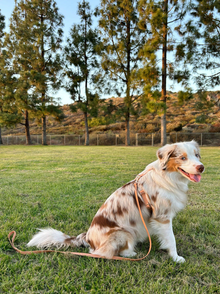 Cloud Lite Harness