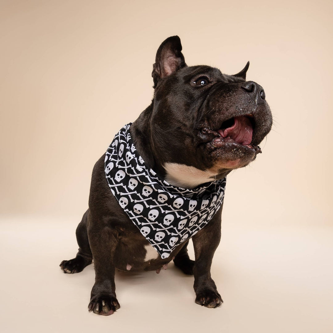 Wicked Dog Bandana