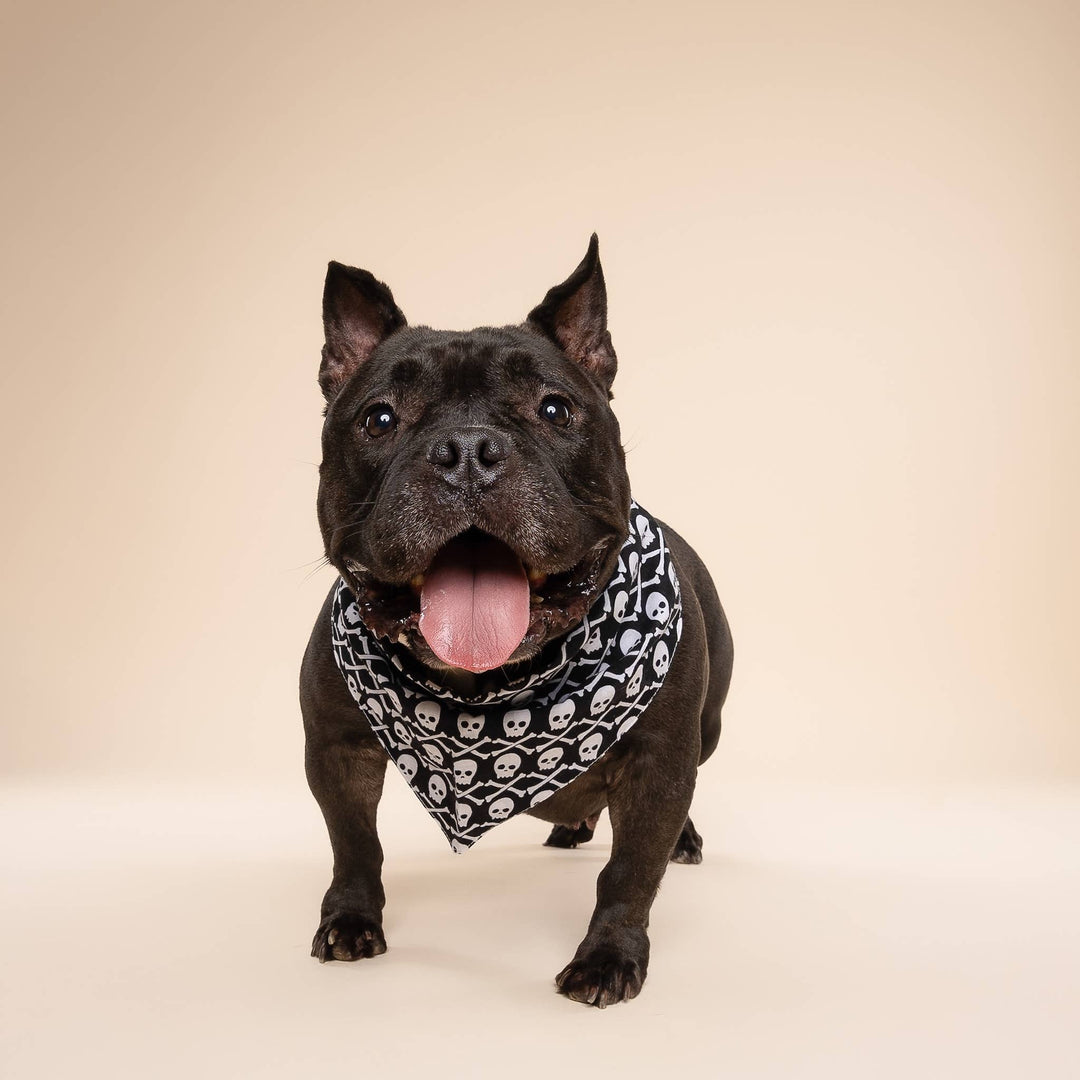 Wicked Dog Bandana