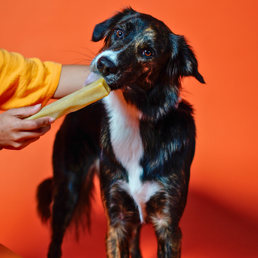Yak Cheese Chew