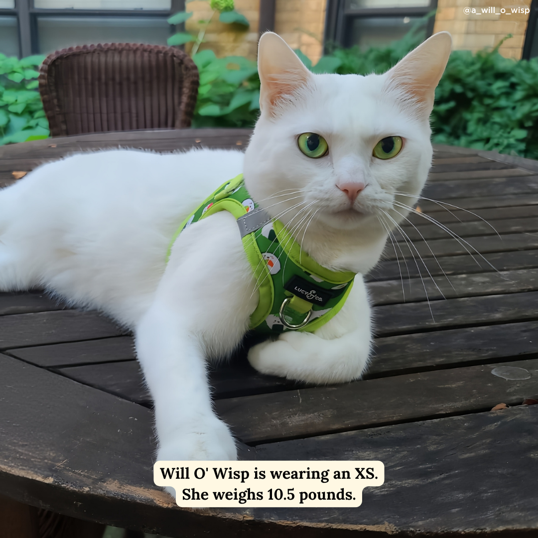 How I Roll Step-in Cat Harness