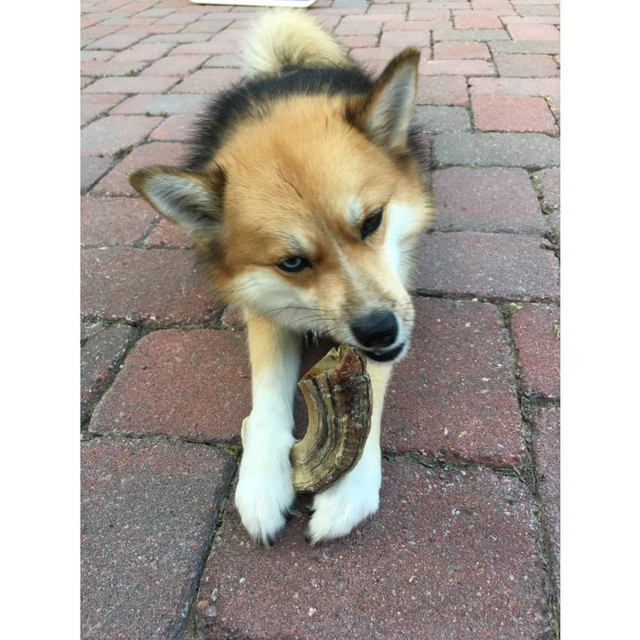 Large Lamb Horn Chew with Marrow