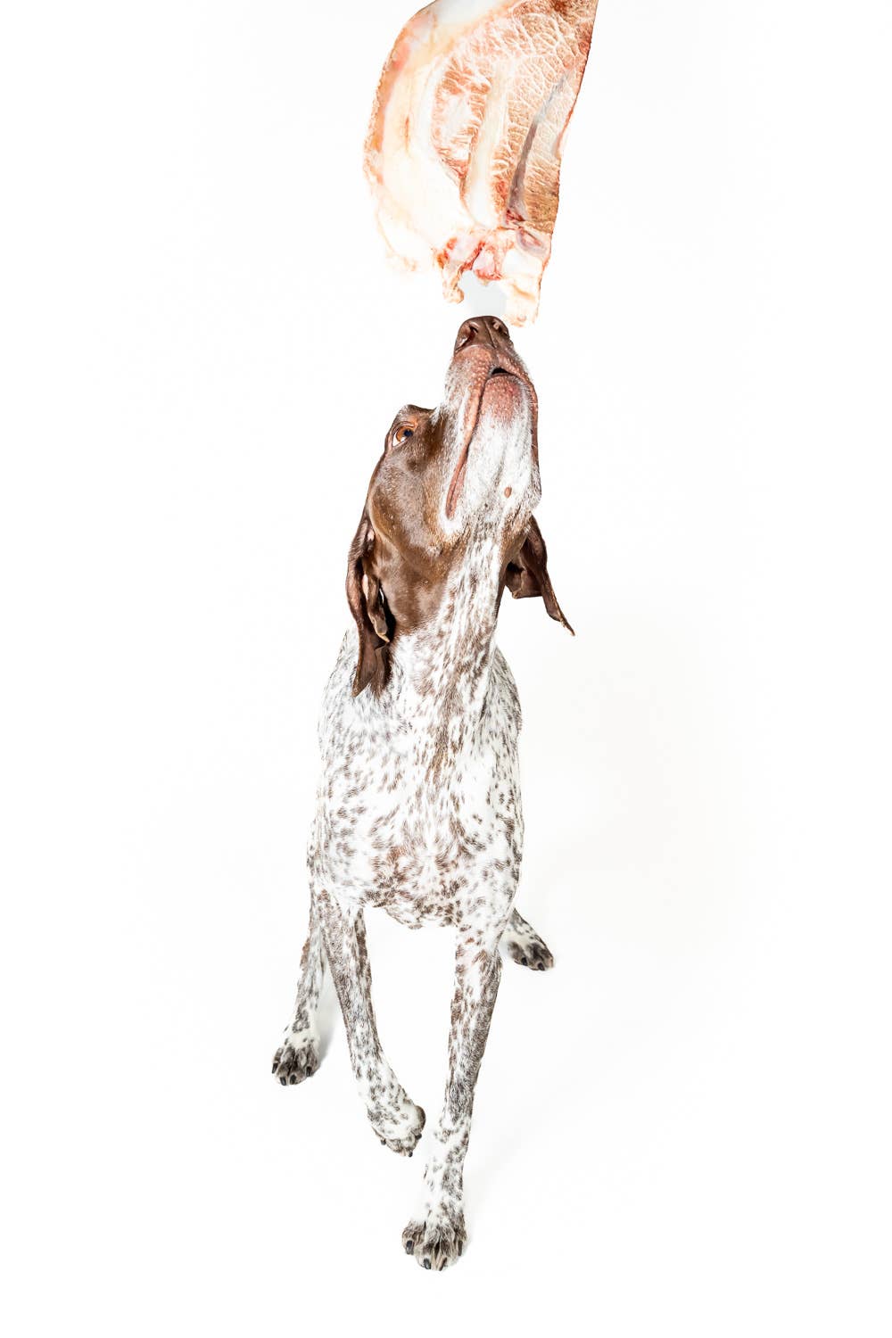 Bison Scapula Chews