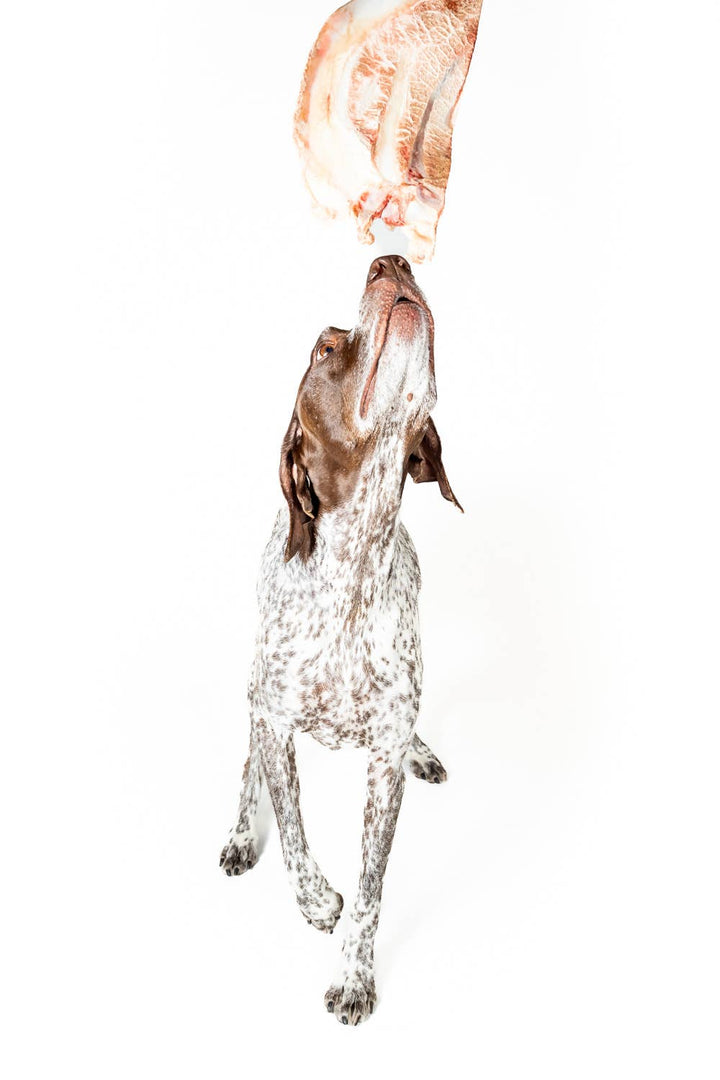 Bison Scapula Chews