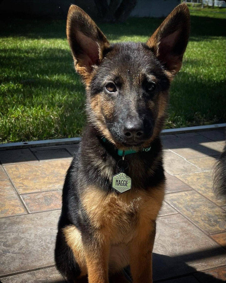 Salt and Sun Silicone Dog ID Tag