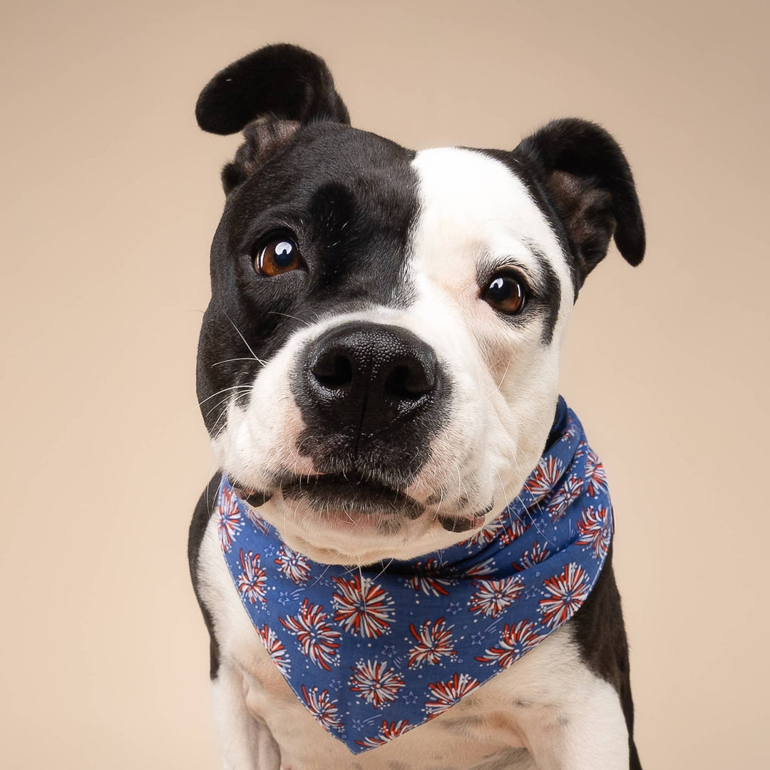 Firecrackers Dog Bandana