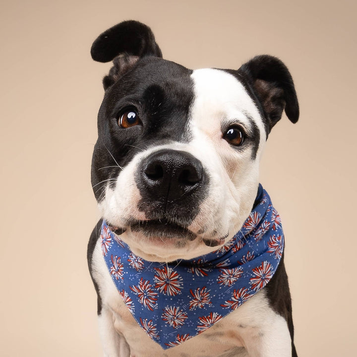 Firecrackers Dog Bandana