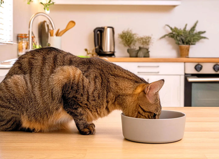 Dehydrated Chicken, Turkey & Chicken Recipe Cat Food