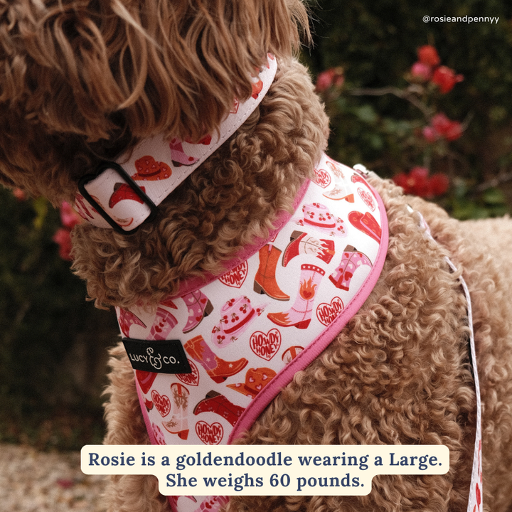 Lucy & Co. Collar