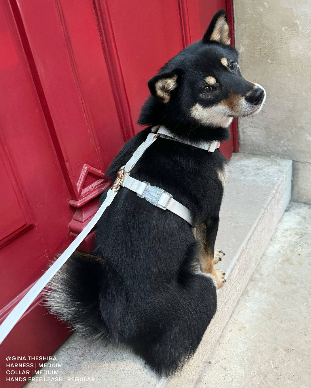 4-in-1 Hands-Free Convertible Cloud Leash