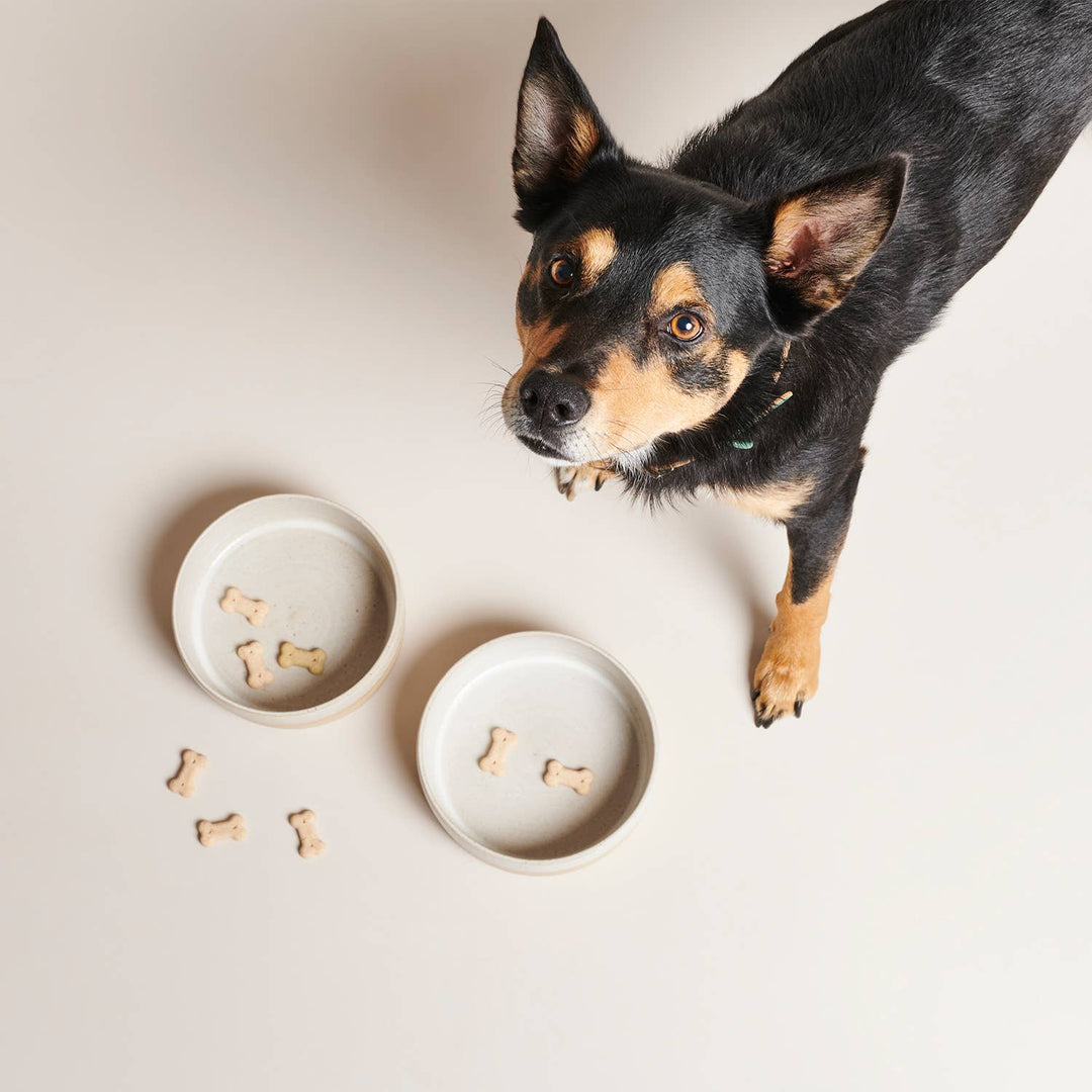 Ceramic Food / Water Bowl