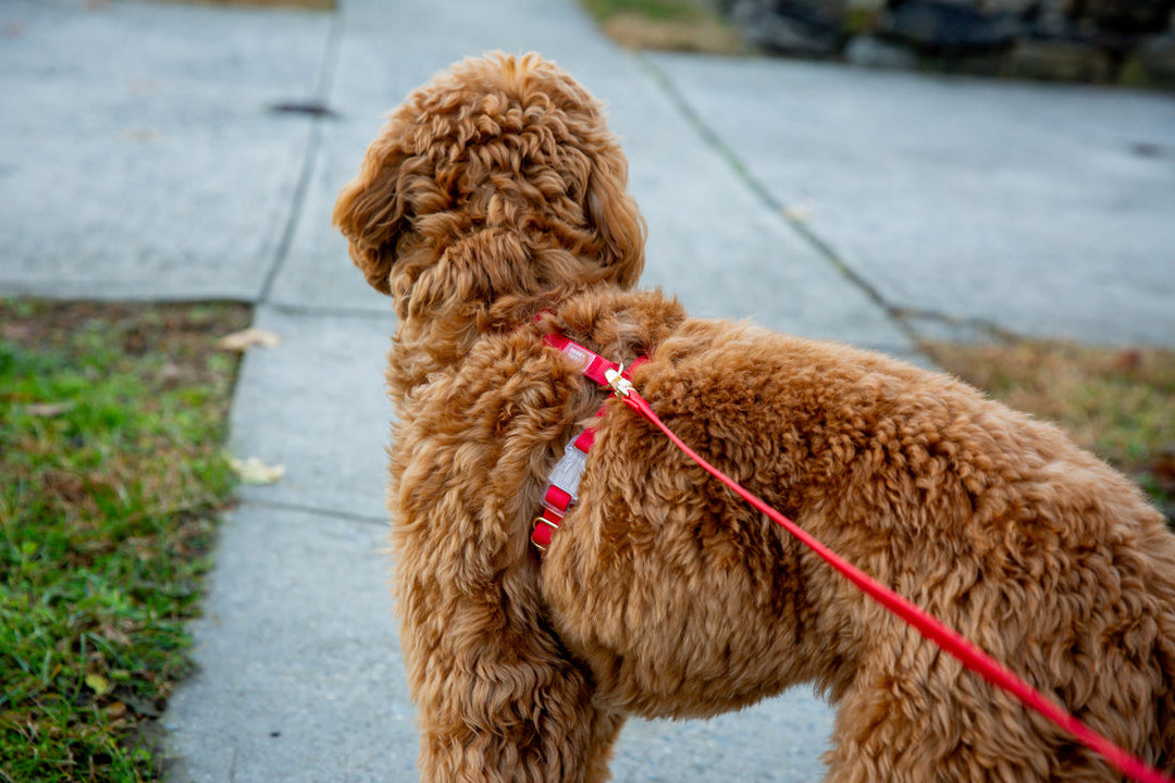 Cloud Lite Harness