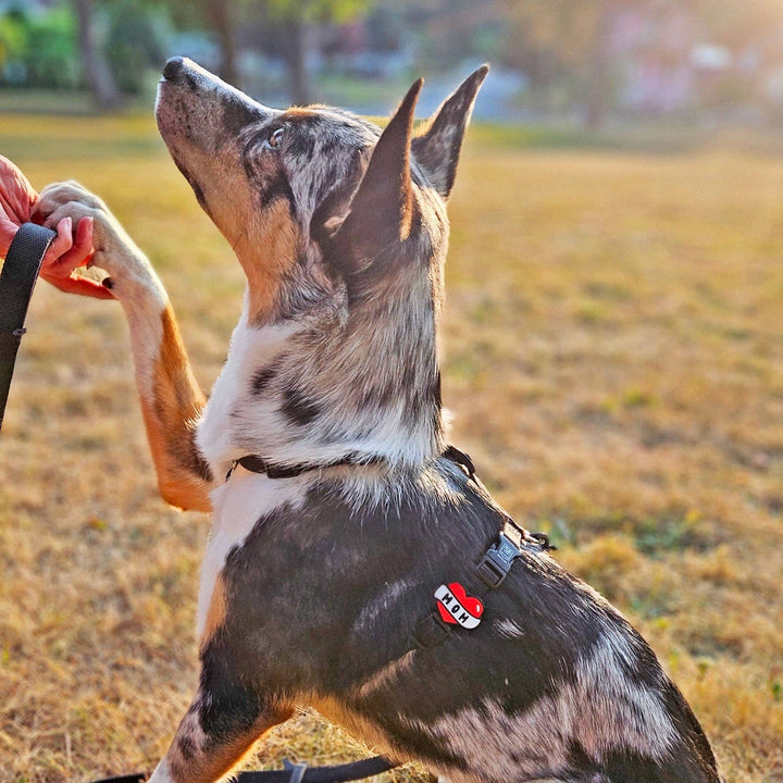 JIBY Dog Badge