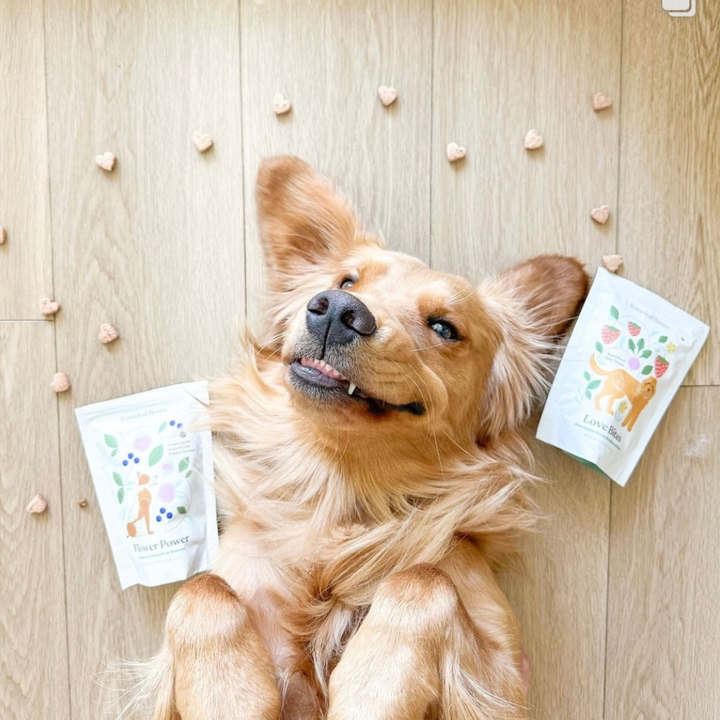 Love Bites  - Training Treats | Organic | For All Dogs 💕