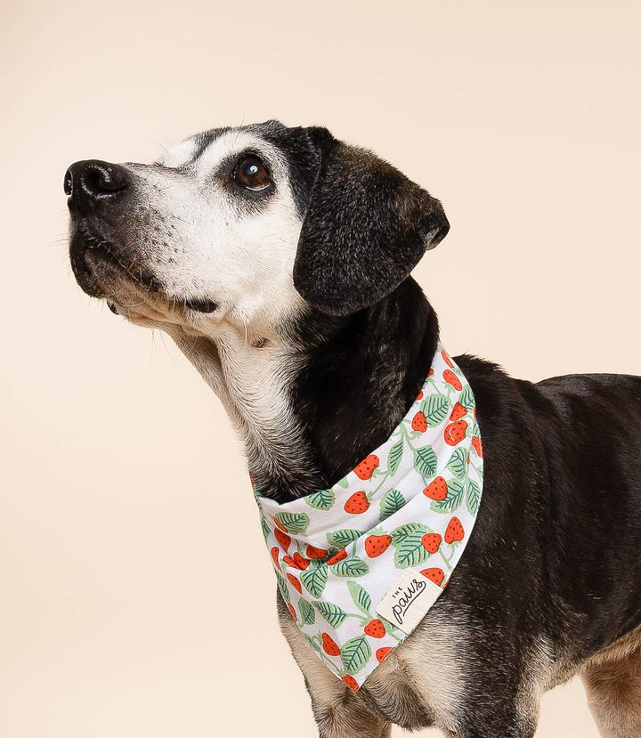 Henley Dog Bandana