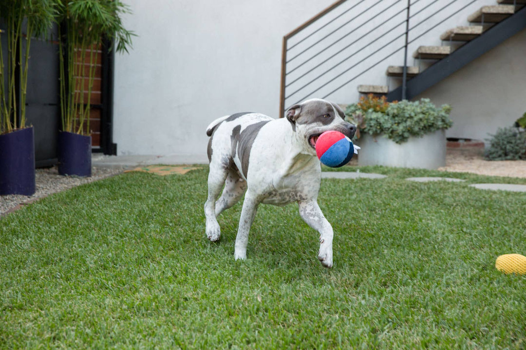 Beach Ball 3" Small Plush Dog Squeak Toy