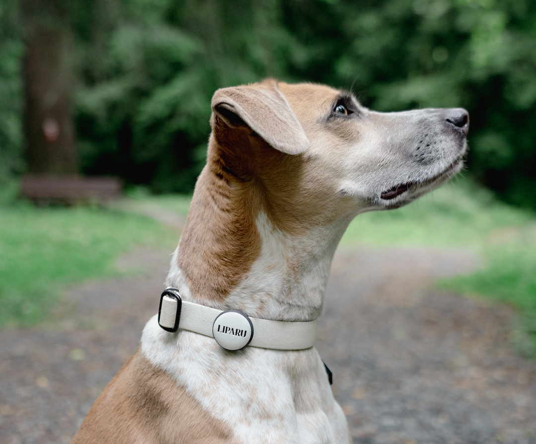 Slide-On AirTag Holder Pet ID Tag | Design Your Own