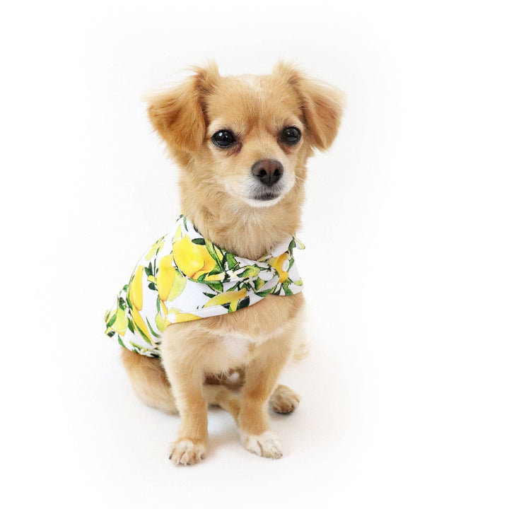 Lemon Cooling Shirt