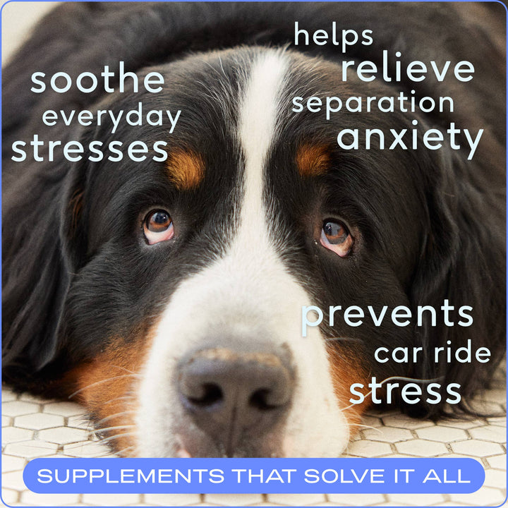 Calm Chews Anxiety & Calming Supplement for Dogs