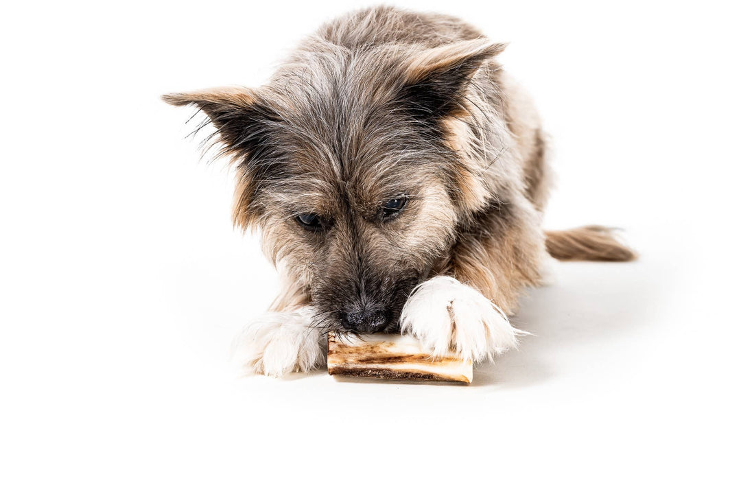 Bison Marrow Bone